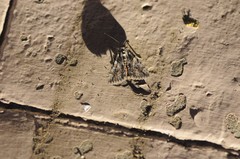 Catocala verrilliana