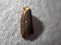 Eugoa tineoides