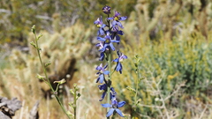 Delphinium parishii subglobosum