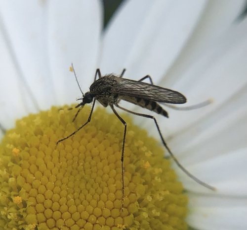 Aedes punctor photo 3