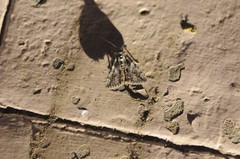 Catocala verrilliana