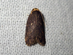 Eugoa tineoides