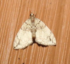 Hydriomena divisaria