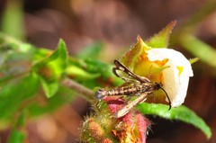 Pyropteron meriaeformis