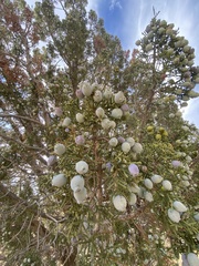 Juniperus californica