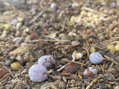 Juniperus californica