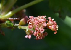 Ribes petraeum