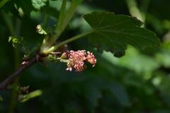 Ribes petraeum