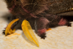 Paradirphia fumosa
