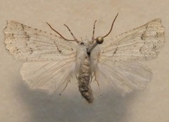 Declana niveata