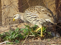 Pternistis bicalcaratus