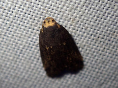 Eugoa tineoides