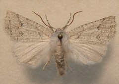 Declana niveata
