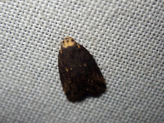 Eugoa tineoides
