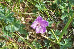 Geranium subargenteum