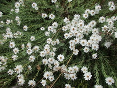 Rhodanthe anthemoides