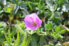 Geranium subargenteum