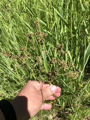 Scirpus atrovirens