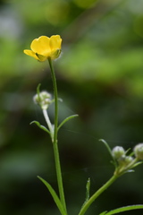 Ranunculus serpens polyanthemophyllus