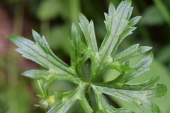 Ranunculus serpens polyanthemophyllus