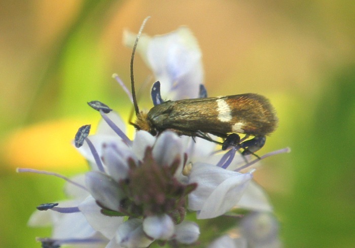 Cauchas leucocerella