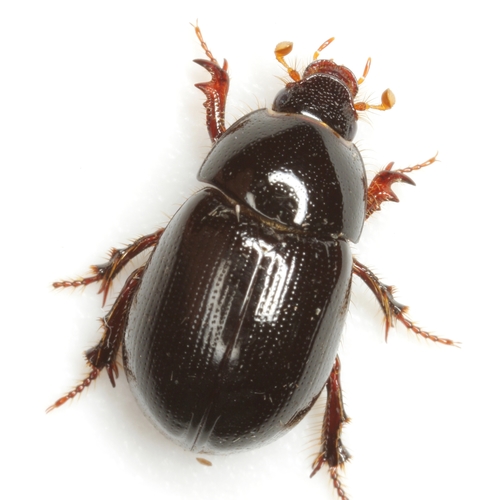 Illiger's Scavenger Scarab