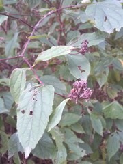 Philadelphus inodorus