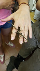 Pterinoxylus