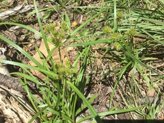 Cyperus lancastriensis