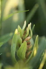 Dactylorhiza sambucina