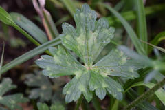 Ranunculus tuberosus