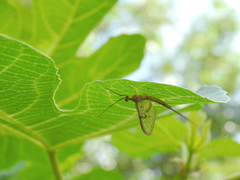 Ephemera glaucops