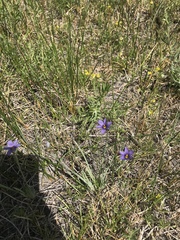 Sisyrinchium idahoense