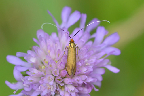 Buožaininė Ilgaūsė Makštinė Kandis nuotrauka