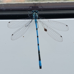 Coenagrion puella
