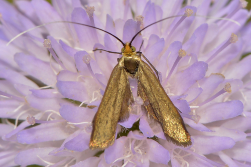 Buožaininė Ilgaūsė Makštinė Kandis nuotrauka