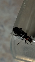 Placopterus thoracicus