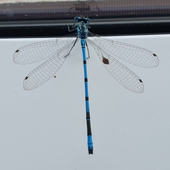 Coenagrion puella