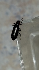 Placopterus thoracicus
