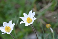Anemone pavoniana