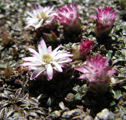 Helichrysum praecurrens, photograph 5