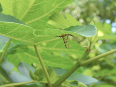 Ephemera glaucops