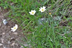 Anemone pavoniana