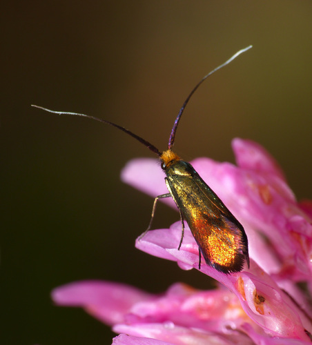 Coppery Long-horn