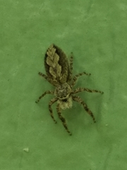 Platycryptus undatus