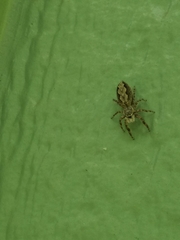 Platycryptus undatus