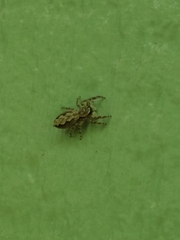 Platycryptus undatus