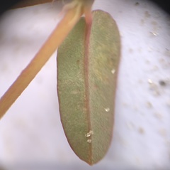 Euphorbia cumulicola image