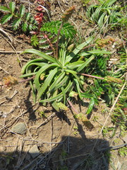 Plantago maritima juncoides