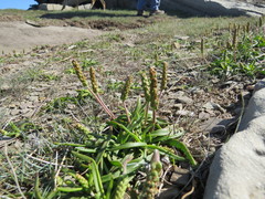 Plantago maritima juncoides